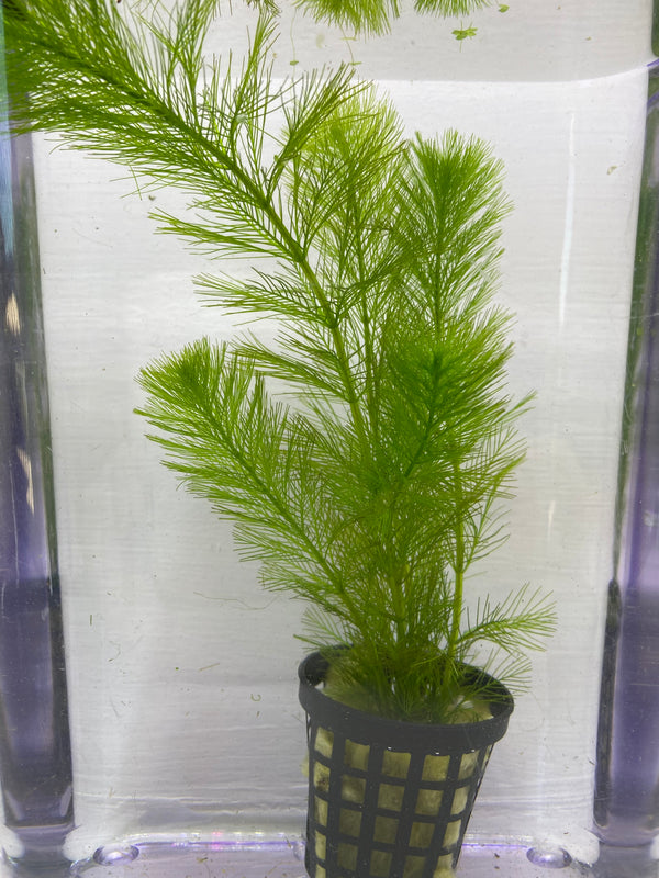 Milfoil spp