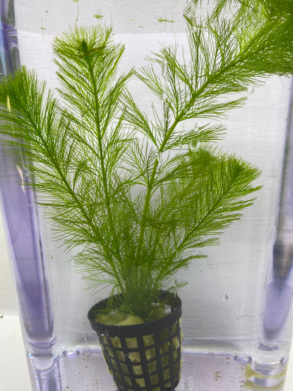 Milfoil spp