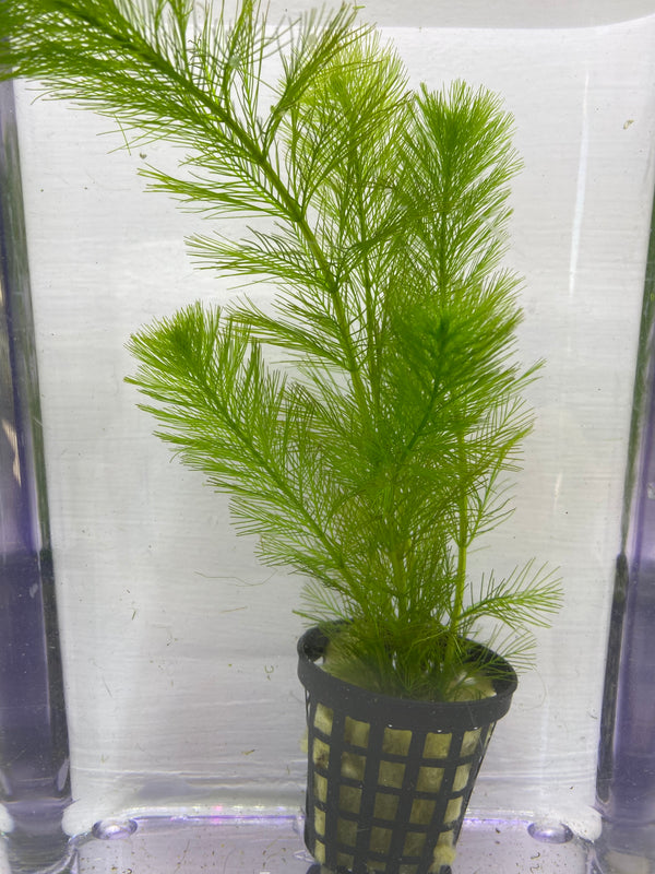 Milfoil spp