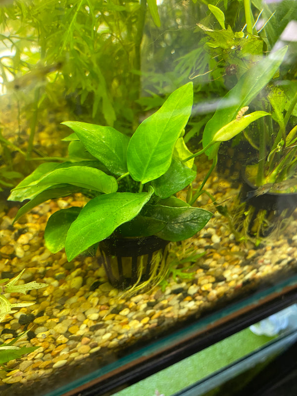 Assorted Anubias pots