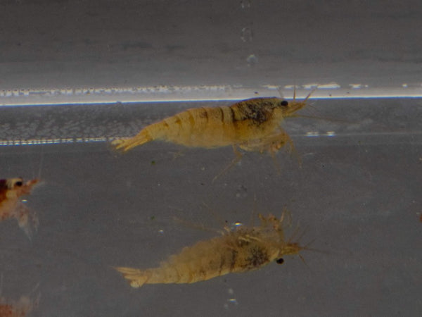 Assorted Caridina Shrimp