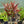 Load image into Gallery viewer, Complete Plant Bundle – (6 Plants)
