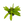 Load image into Gallery viewer, Amazon sword plant Echin Grisebachii

