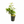 Load image into Gallery viewer, Beginner plant Bundle (3 Plants)
