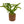 Load image into Gallery viewer, Trident leaf Java Fern
