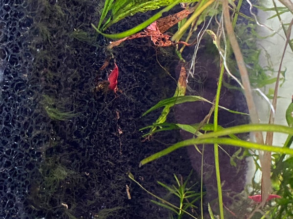 High Quality Red Cherry Shrimp