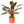 Load image into Gallery viewer, Beginner plant Bundle (3 Plants)
