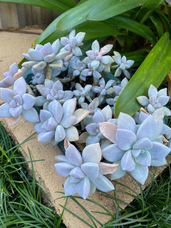 Blue Succulent (Pachyveria)