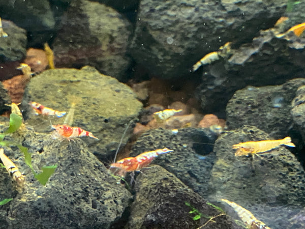 Assorted Caridina Shrimp