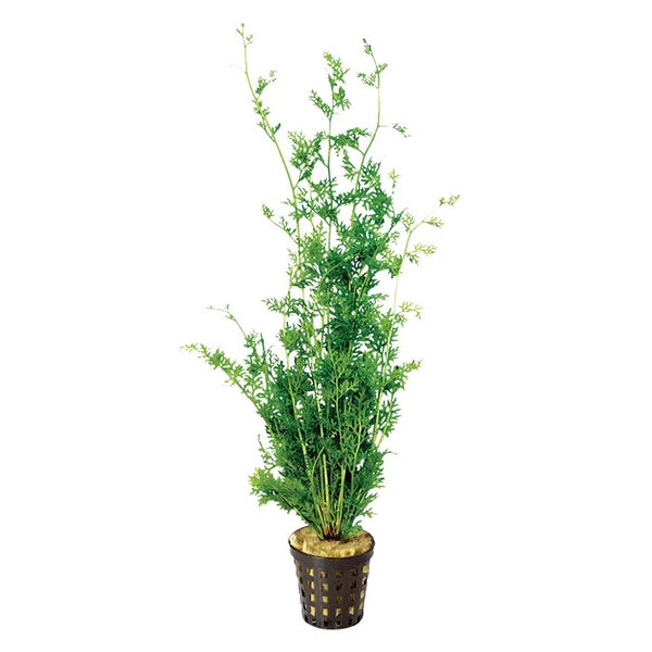 Lace Fern (Water Sprite)- 5cm Pot