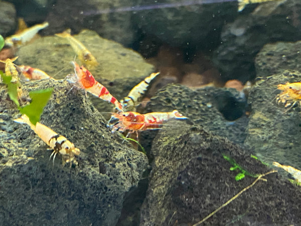 Assorted Caridina Shrimp