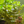 Load image into Gallery viewer, Complete Plant Bundle – (6 Plants)
