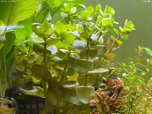 Complete Plant Bundle – (6 Plants)