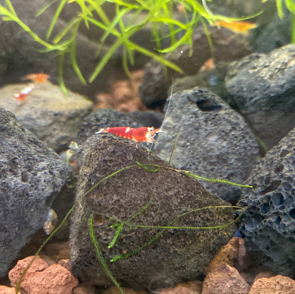 Assorted Caridina Shrimp