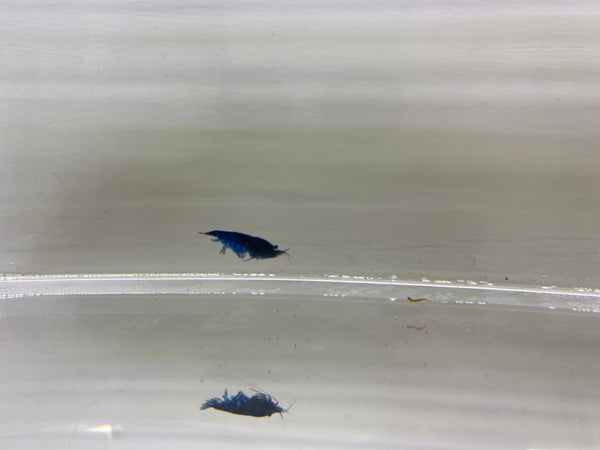 Blue Dream Shrimp