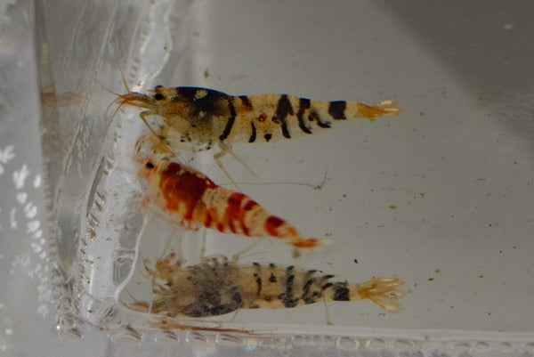 Assorted Caridina Shrimp