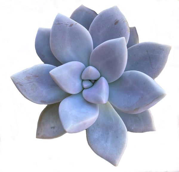 Blue Succulent (Pachyveria)