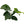 Load image into Gallery viewer, Anubias Barteri (10–20cm)
