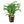 Load image into Gallery viewer, Crested Java Fern
