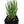Load image into Gallery viewer, Chalk plant (senecio vitalis)
