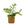 Load image into Gallery viewer, Bolbitis Heudelotii African water fern 3cm clay pot
