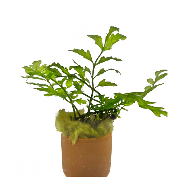 Bolbitis Heudelotii African water fern 3cm clay pot