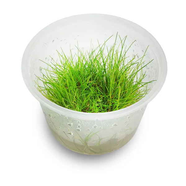 Dwarf Hair Grass Tissue Culture  Eleocharis Acicularis