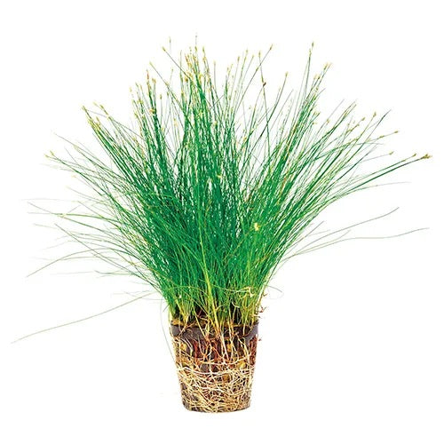 Dwarf Hair grass