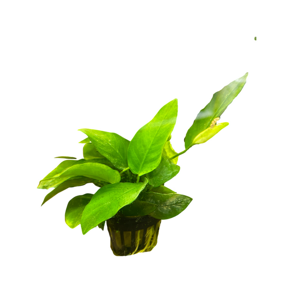 Assorted Anubias pots