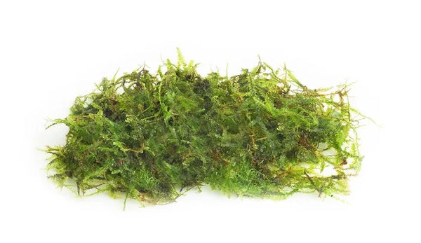 Fontinalis moss/ Java Moss (Fountain moss)
