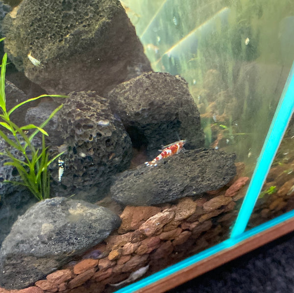 Assorted Caridina Shrimp