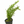 Load image into Gallery viewer, Rotala Green
