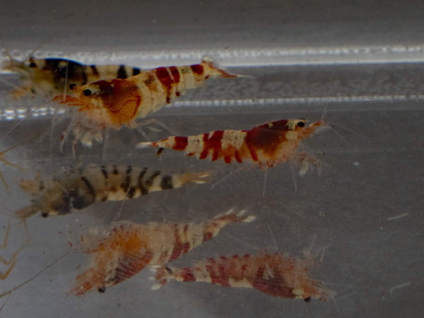 Assorted Caridina Shrimp