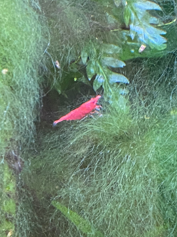 High Quality Red Cherry Shrimp